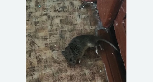 Дезинфекция от мышей в Майкопе