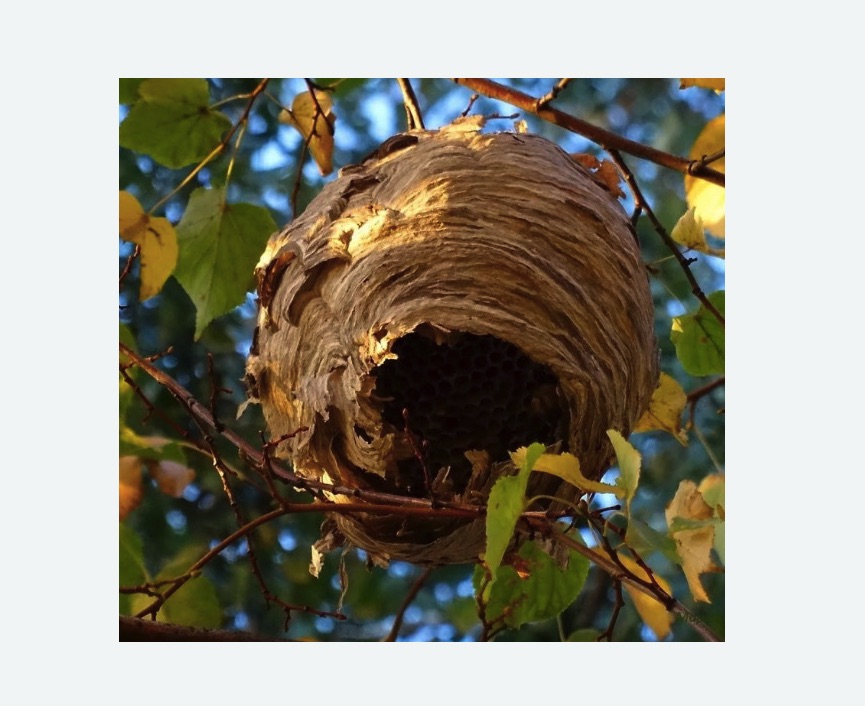 Обработка от шершней в Майкопе