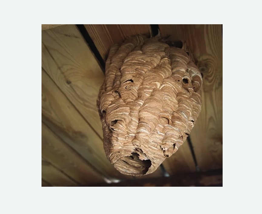 обработка от шершней в Майкопе