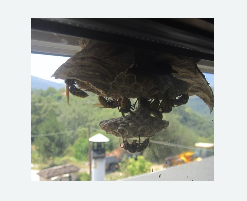 Уничтожение гнёзд шершней в Майкопе