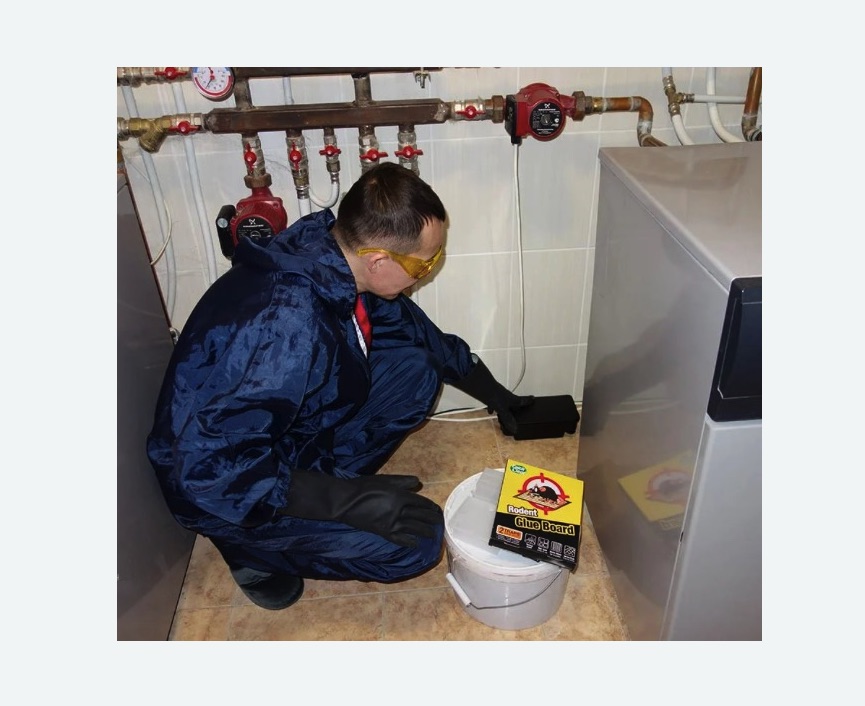 Уничтожение крыс в Майкопе